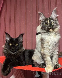 Photo №1. maine coon - à vendre en ville de Brighton et Hove | négocié | Annonce № 160670