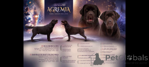 Photo №3. Puppy Labrador-retriever Girl of Chocolate Color. Fédération de Russie