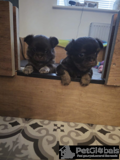 Photo №4. Je vais vendre chihuahua en ville de Munich. annonce privée - prix - 1000€
