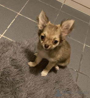 Photo №4. Je vais vendre chihuahua en ville de Chemnitz. annonce privée, de la fourrière - prix - 300€