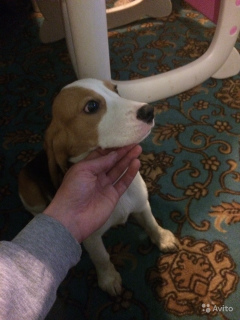 Photo №1. beagle - à vendre en ville de Saint-Pétersbourg | 213€ | Annonce №1687