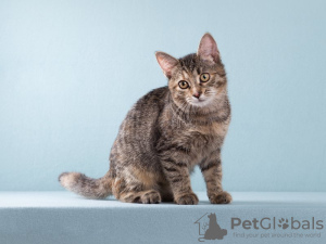 Photos supplémentaires: La chaton-fille Zabava attend des propriétaires gentils et attentionnés.