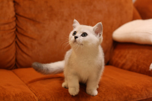 Photo №1. british shorthair - à vendre en ville de Yaroslavl | Négocié | Annonce № 5241