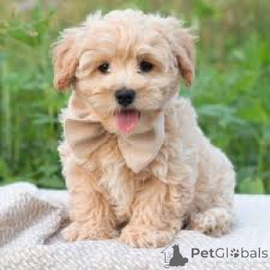 Photo №3. Maltipoo-puppy's te koop. Belgique