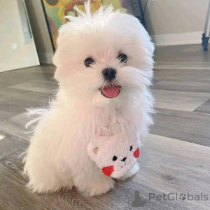 Photo №2 de l'annonce № 171696 de la vente bichon maltais - acheter à L'Autriche annonce privée