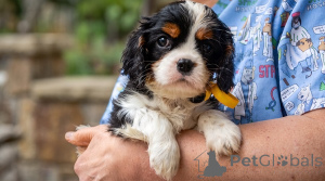 Photo №1. cavalier king charles spaniel - à vendre en ville de Belgrade | négocié | Annonce №176477