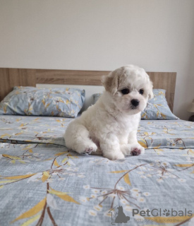 Photo №1. bichon à poil frisé - à vendre en ville de Loznica | négocié | Annonce №94305