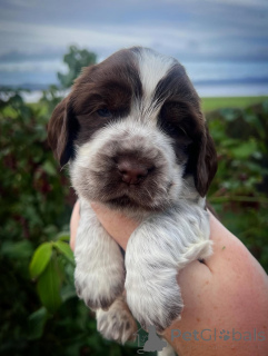 Photo №1. cocker spaniel anglais - à vendre en ville de Avançon | négocié | Annonce №159140