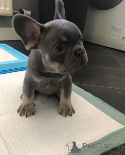 Photo №1.  - à vendre en ville de Florence | Gratuit | Annonce №163573