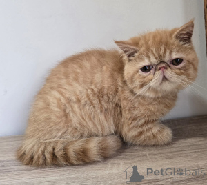 Photo №1. exotic shorthair - à vendre en ville de Bruxelles | 500€ | Annonce № 161617