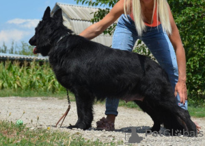 Photos supplémentaires: Chiot berger allemand, garçon aux cheveux longs noir, Champion du Monde