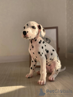 Photo №1. dalmatien - à vendre en ville de Londres | 384€ | Annonce №28302