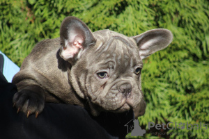 Photos supplémentaires: Chiots bouledogues français exotiques