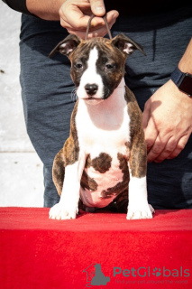 Photos supplémentaires: Chiots American Staffordshire Terrier d'origine internationale