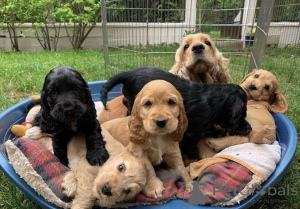 Photo №1. cocker spaniel anglais - à vendre en ville de Varsovie | négocié | Annonce №163007