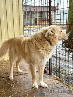 Photo №4. Je vais vendre chien bâtard en ville de Voronezh.  - prix - Gratuit