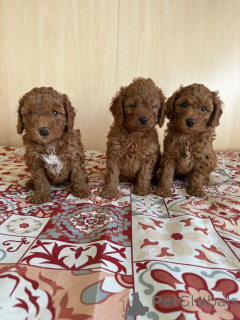 Photo №1. caniche (jouet) - à vendre en ville de Détamas | 550€ | Annonce №160410