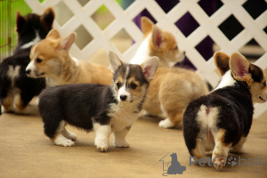 Photo №3. Chiots Welsh Corgi Pembroke.. Danemark