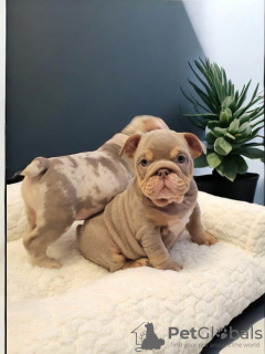Photo №4. Je vais vendre bulldog anglais en ville de Passau. annonce privée - prix - 400€