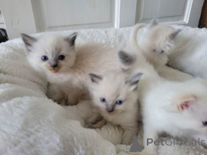 Photo №1. ragdoll - à vendre en ville de Anvers | Gratuit | Annonce № 167810