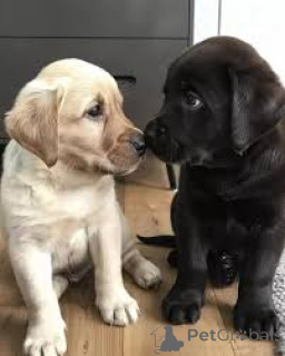 Photo №2 de l'annonce № 160803 de la vente labrador retriever - acheter à Pays Bas annonce privée, éleveur