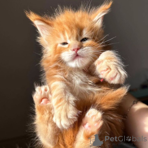 Photo №4. Je vais vendre maine coon en ville de Anderlecht. éleveur - prix - négocié