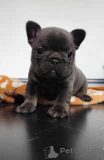 Photo №3. Französische Welpen. Allemagne