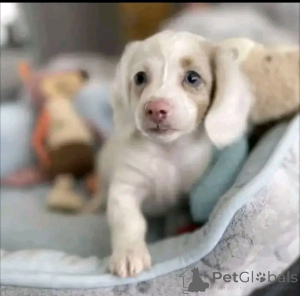 Photo №3. Chiots teckel disponibles à la vente contactez WhatsApp Business 447450021323. La finlande