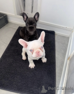 Photo №1. bouledogue - à vendre en ville de Munich | négocié | Annonce №168960