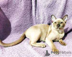 Photo №3. chatons burmése anglais. Italie