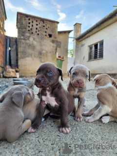 Photos supplémentaires: Chiots pitbull terrier américain