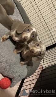 Photo №2 de l'annonce № 71837 de la vente teckel - acheter à USA annonce privée