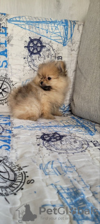 Photo №4. Je vais vendre spitz nain en ville de Minsk. annonce privée - prix - 500€