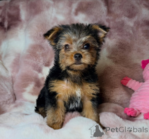 Photo №1. yorkshire terrier - à vendre en ville de Bernburg | négocié | Annonce №172896