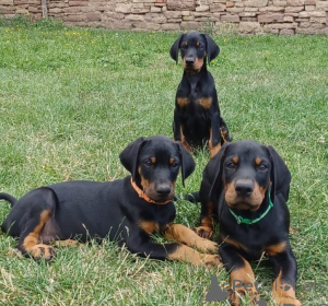 Photo №1. dobermann - à vendre en ville de Bucarest | négocié | Annonce №175610