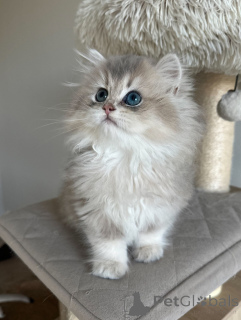 Photo №2 de l'annonce № 152480 de la vente british shorthair - acheter à Allemagne éleveur