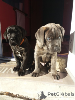 Photo №1. cane corso - à vendre en ville de Fracasse | négocié | Annonce №161085