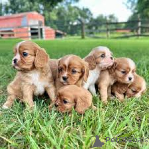 Photo №1. cavalier king charles spaniel - à vendre en ville de Paris | 700€ | Annonce №164754