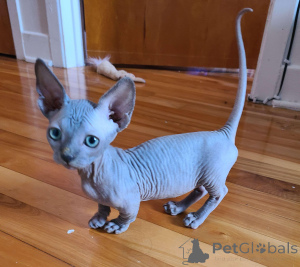 Photo №3. Chatons sphynx disponibles. Allemagne