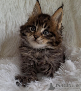 Photo №2 de l'annonce № 110706 de la vente maine coon - acheter à USA annonce privée