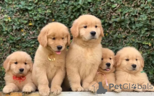 Photo №2 de l'annonce № 143526 de la vente golden retriever - acheter à Allemagne éleveur