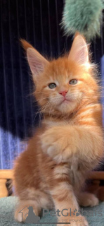 Photo №3. Chatons Maine Coon testés disponibles pour adoption. Espagne