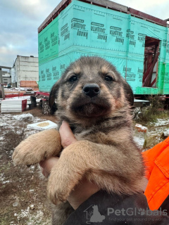 Photos supplémentaires: Les bébés chiots recherchent de toute urgence un foyer !