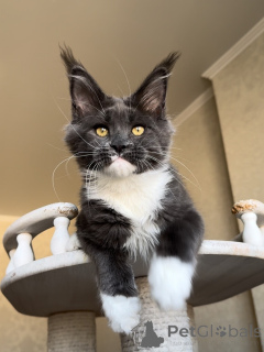 Photo №3. Atlas fort, curieux et loyal porte lamour sur ses puissantes pattes.. Luxembourg