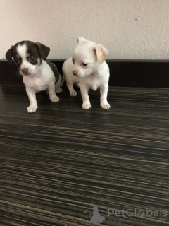 Photo №1. chihuahua - à vendre en ville de Basel | 300€ | Annonce №36315