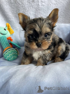 Photo №1. yorkshire terrier - à vendre en ville de Helsinki | 500€ | Annonce №163968