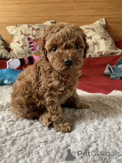 Photo №2 de l'annonce № 166806 de la vente chien bâtard - acheter à Allemagne de l'abri, éleveur