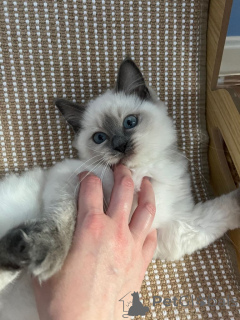 Photo №2 de l'annonce № 161380 de la vente ragdoll - acheter à USA annonce privée