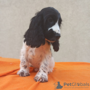 Photos supplémentaires: Chiots Cocker Anglais