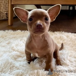 Photo №1. chihuahua - à vendre en ville de Berlin | 650€ | Annonce №172241